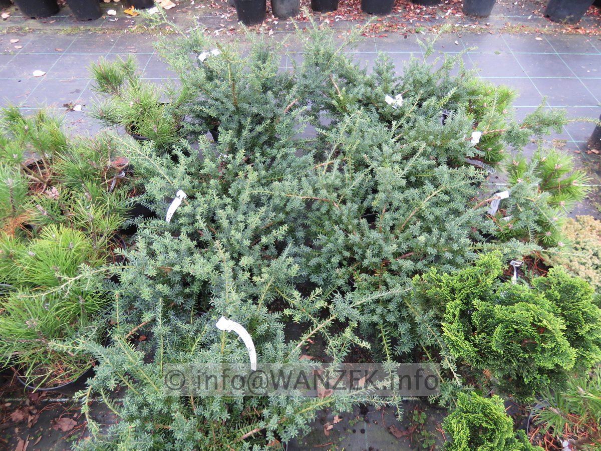 Podocarpus lawrencii Blue Gem 01.JPG